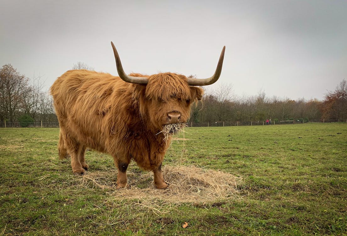 A Highland Cattle on the Grass Field
