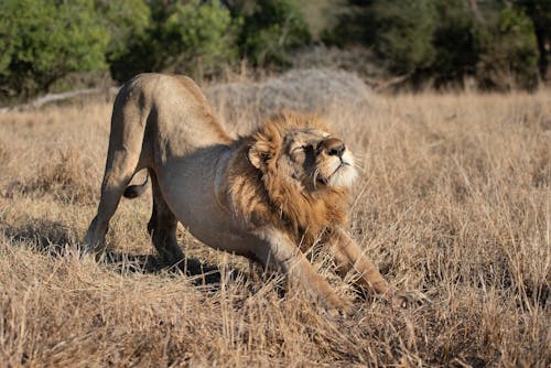 Free A Lion in a Savanna Stock Photo
