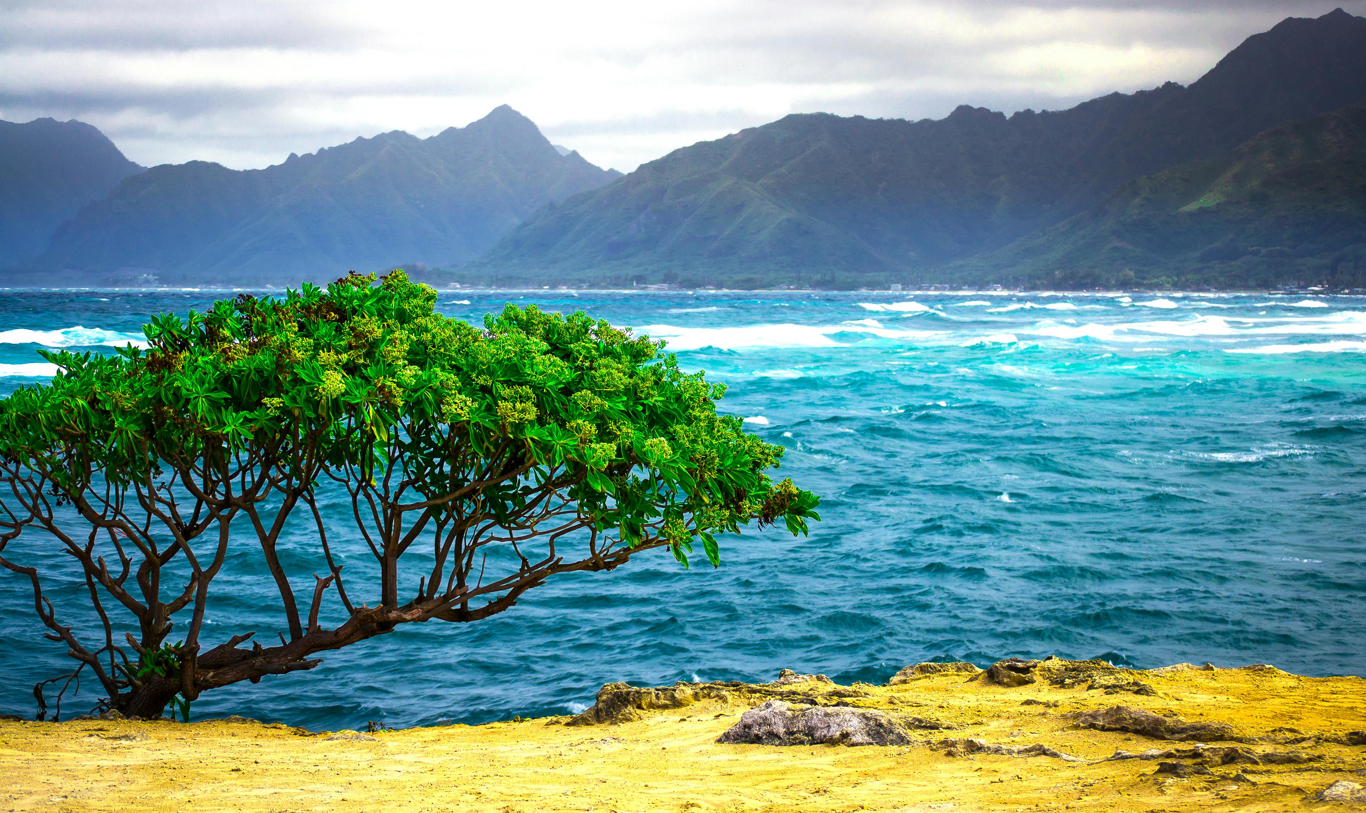 Free stock photo of hawaii, landscape, nature