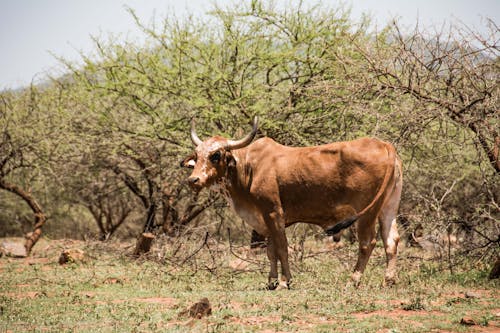 Gratis stockfoto met beest, dierenfotografie, koe