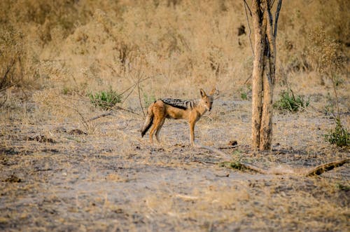 A Black-backed Jackal in the Wild