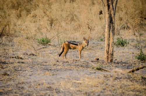 Free A black-backed jackal standing in the open savannah, showcasing its natural habitat. Stock Photo