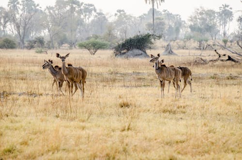 bezplatná Základová fotografie zdarma na téma antilopa, divoký, fotografování zvířat Základová fotografie