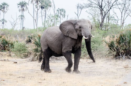 Free An Elephant in the savanna Stock Photo