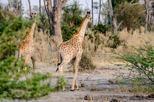 Giraffes Roaming the Savanna