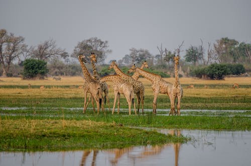 Tower of Giraffes on Grass Field