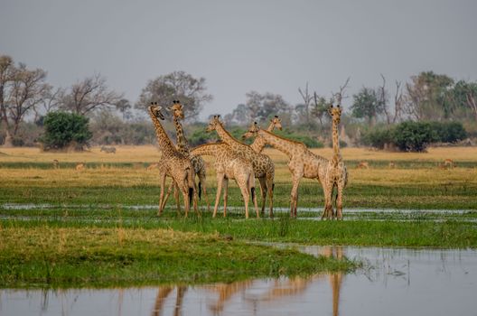 A herd of giraffes stands in the savanna near a water pond, showcasing wildlife in its natural habitat.