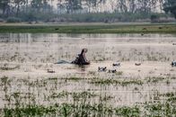 A group of hippos in a tranquil wetland setting, with one yawning widely.