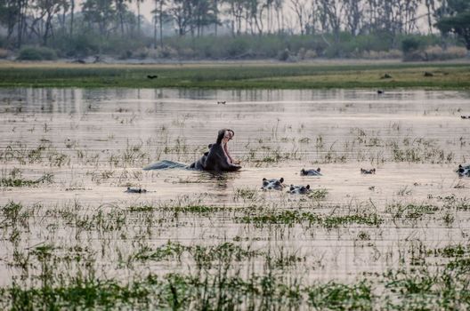 Private concession game drives — Botswana