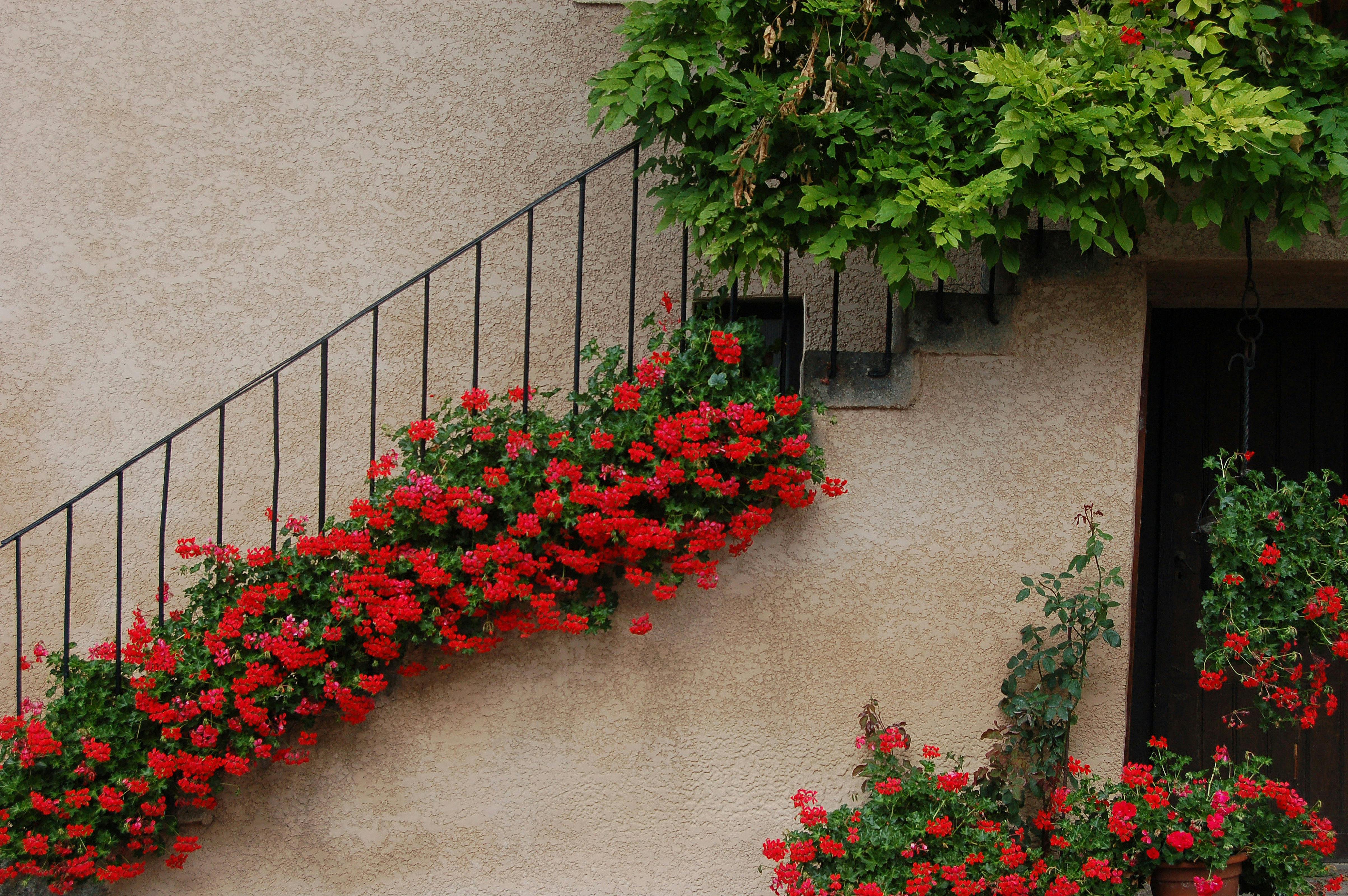 Free stock photo of flower, staircase, stairs