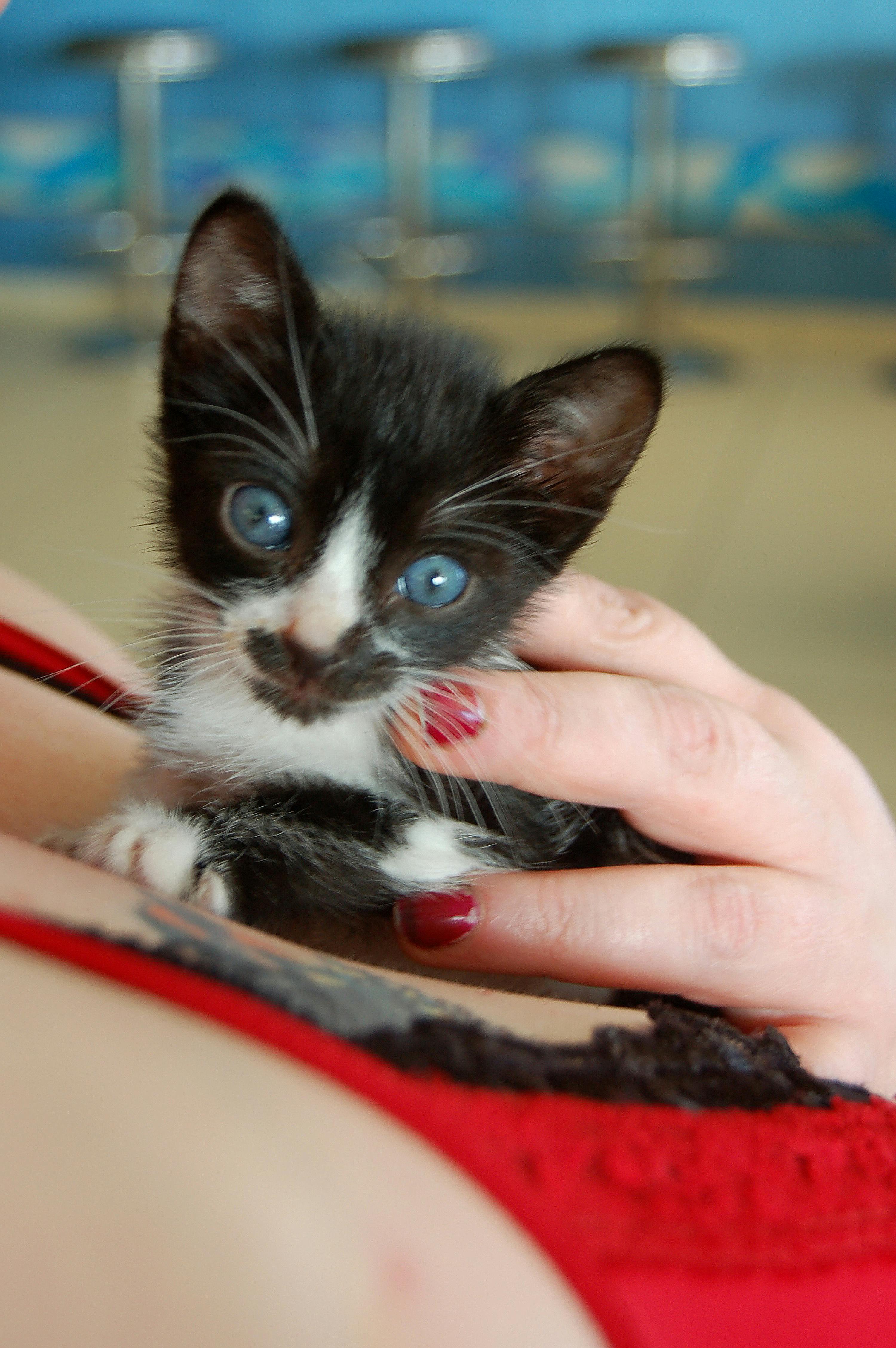 Kostenloses Foto zum Thema junge katze, katze