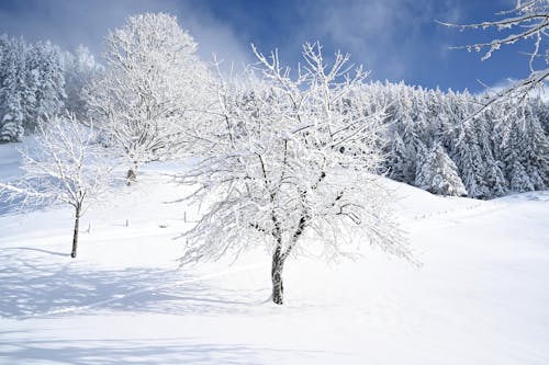 
A Field with Trees during Winter