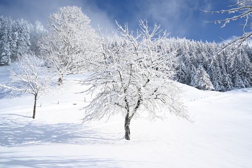 Free Idyllic winter landscape with snow-laden trees in Schwyz, Switzerland. Stock Photo