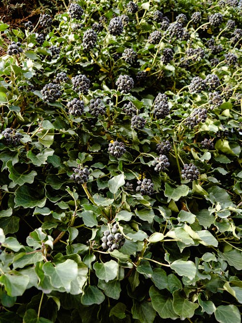 Ingyenes stockfotó blackberry, bogyók, cserje témában Stockfotó