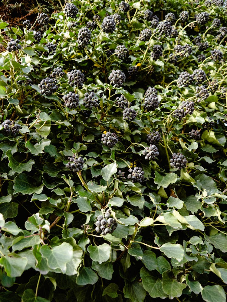 
A Blackberry Plant Full Of Berries