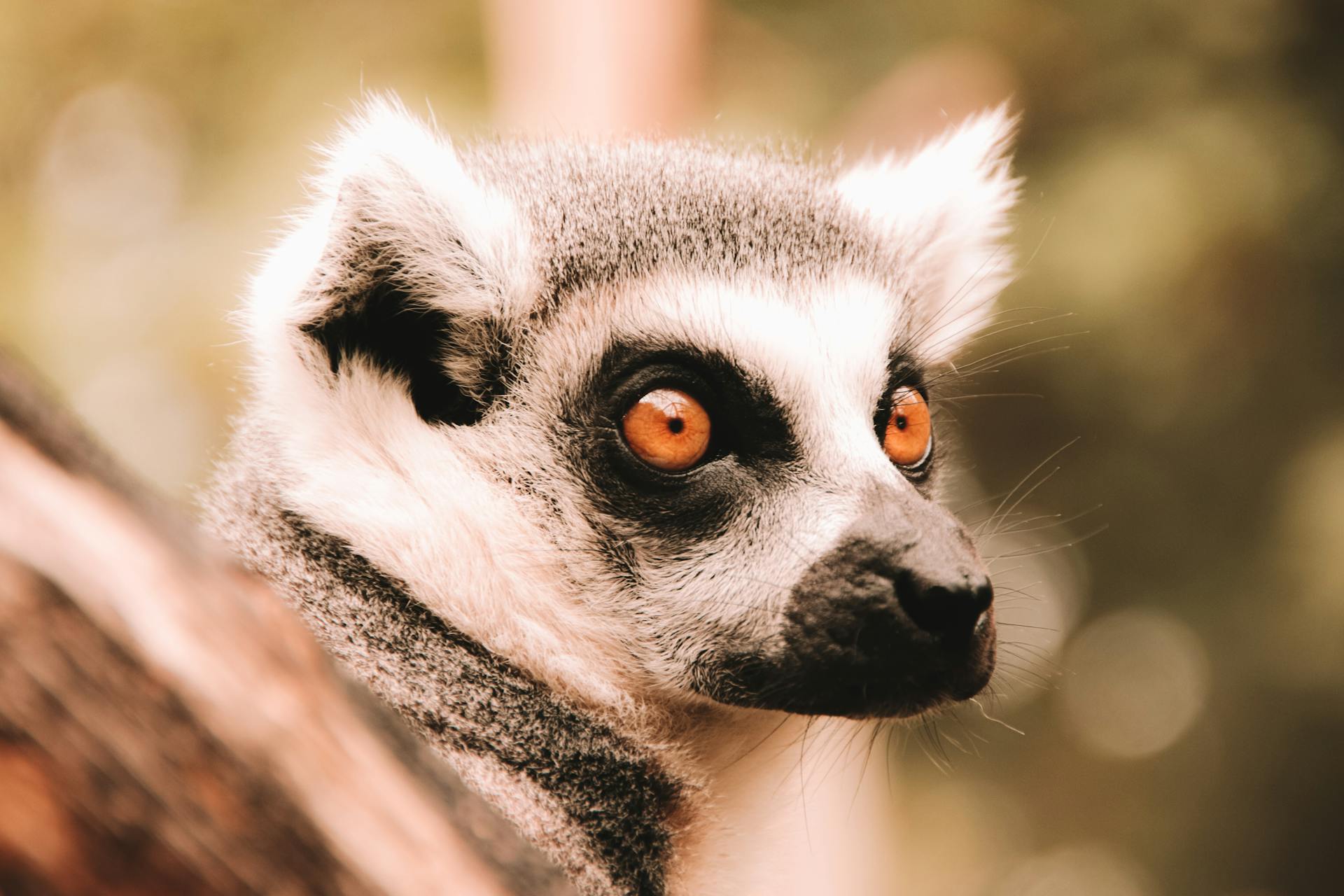Muzzle of grey ring tailed lemur looking away on blurred background in daytime