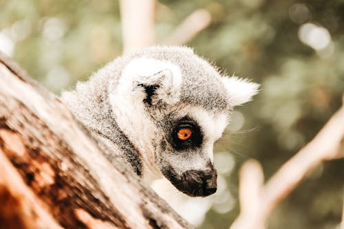 Side view of ring tailed lemur