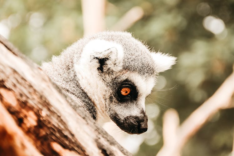 Side View Of Ring Tailed Lemur