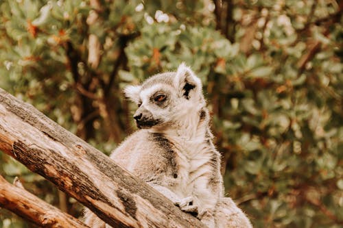 Selective focus of ring tailed lemur sitting outside on tree branches looking away