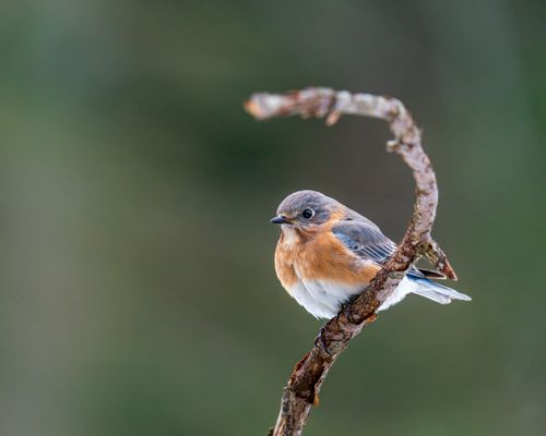 Free Closeup of small colorful female bird from thrush family sitting on naked tree twig Stock Photo