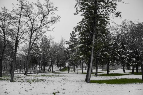 Free A tranquil winter park scene with snow-covered trees in Greece. Serene and cold. Stock Photo