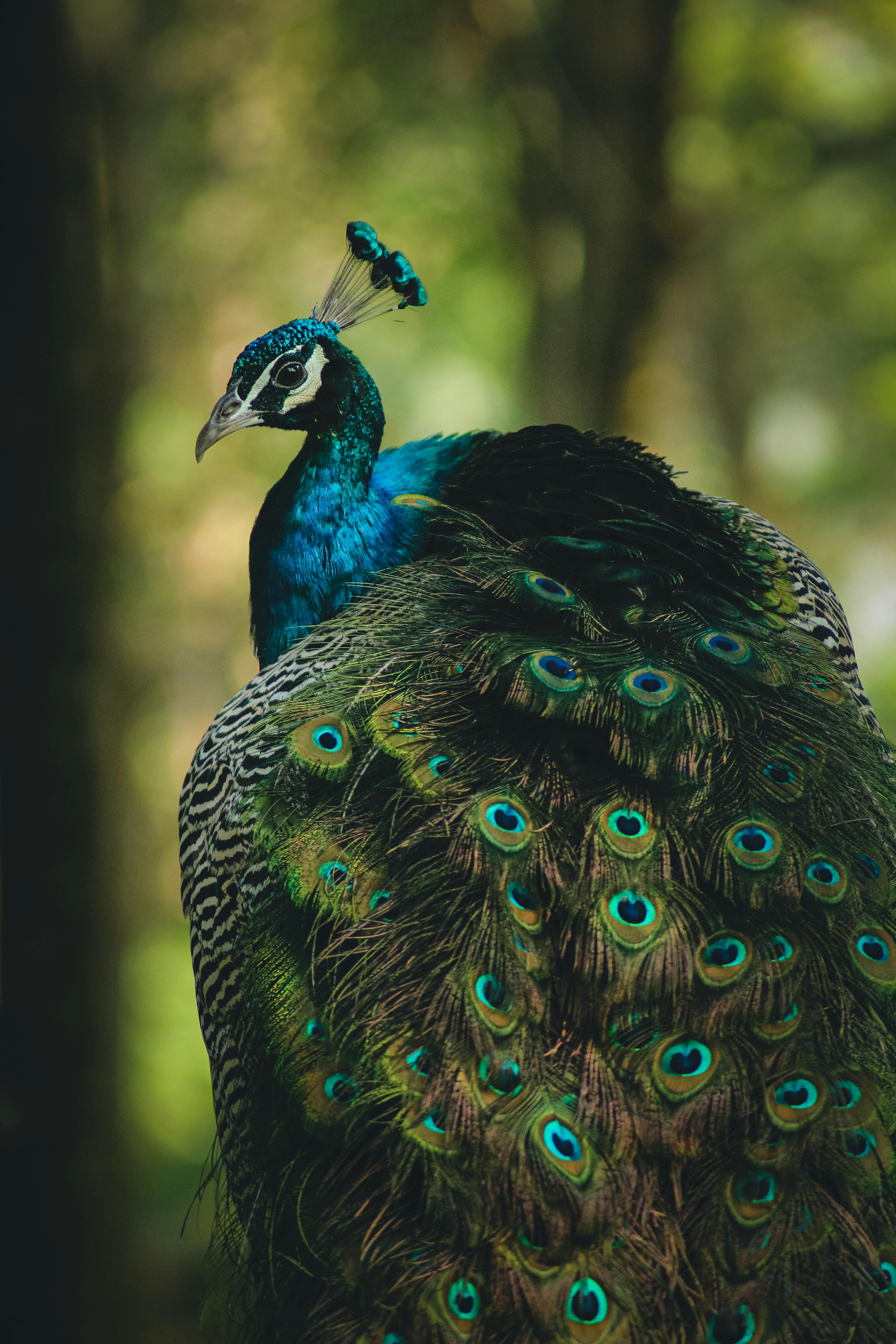 Peacock Wallpaper 4K Green Grass Beautiful 2147