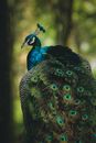 Peacock Mobile Wallpaper