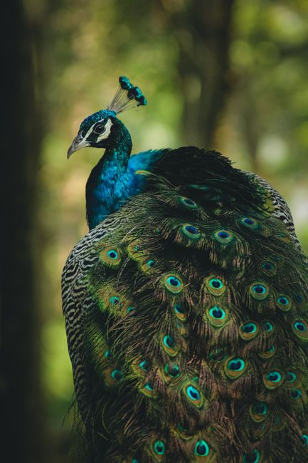 Close-up of a majestic peacock displaying its vibrant plumage amidst a lush forest setting.