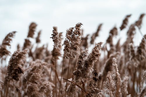 Reed Flowers in a Field