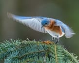 Colorful male specie of eastern bluebird starting flight