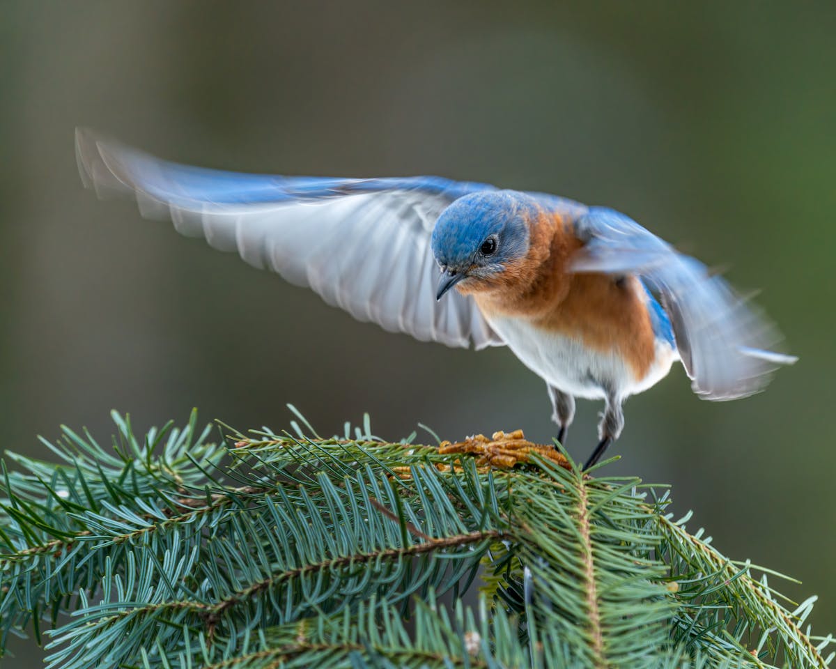 Colorful male specie of eastern bluebird starting flight