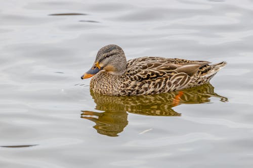 Brown Mallard on Water