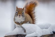 Free stock photo of american, american red squirrel, animal