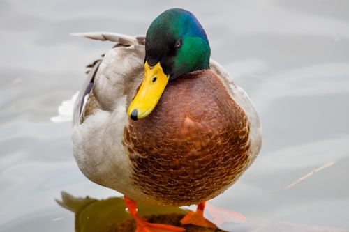 Free Detailed image of a mallard duck with colorful plumage standing on water. Stock Photo