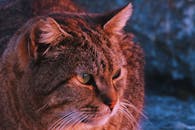 在温暖的傍晚光线下，一只虎斑猫的特写展现了它迷人的凝视