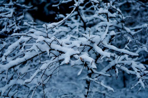 Immagine gratuita di albero, freddo, inverno