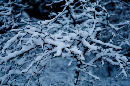 Photos gratuites de arbre, branches, froid