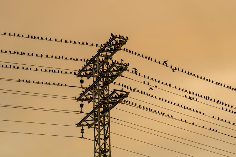 Birds Perching On High Voltage Lines