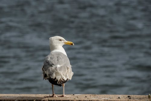 Close-up of a Seagull on a Shore