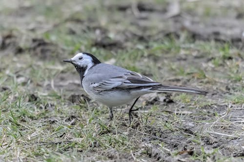 Close-up of a Black-backed Wagtail