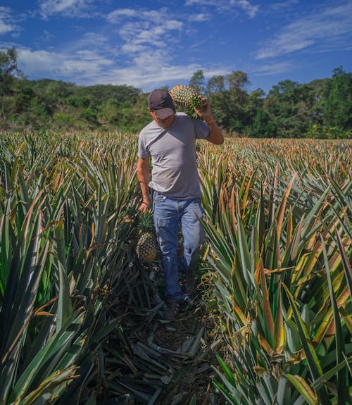 A Man Holding Pineapples in Farm Field