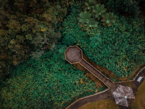 Narrow walkway in forest with lush vegetation