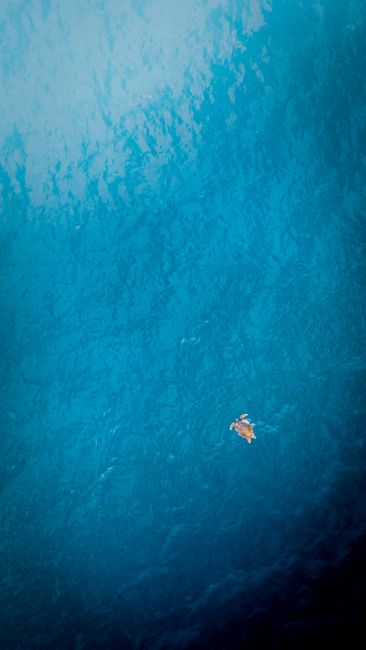 From above of distant small sea turtle swimming in endless turquoise sea with clear water in tropical resort in nature