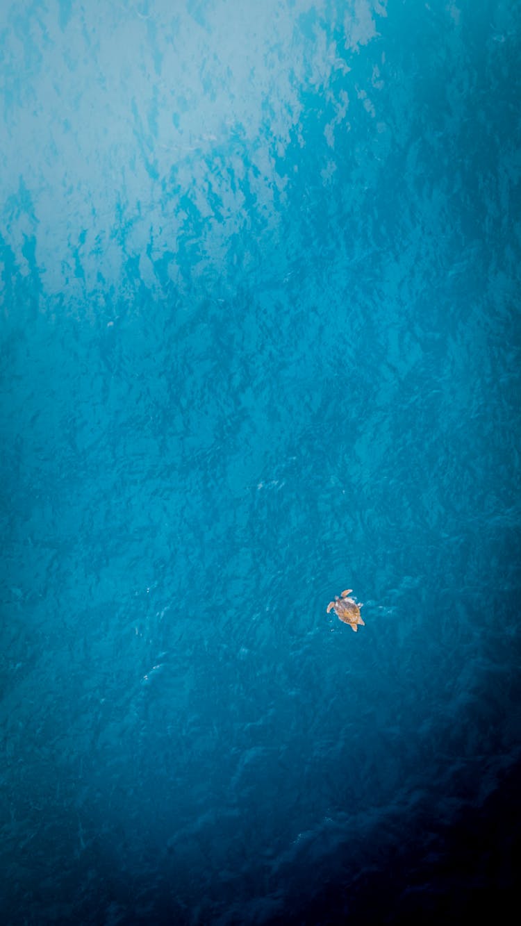 Turtle Swimming In Blue Sea