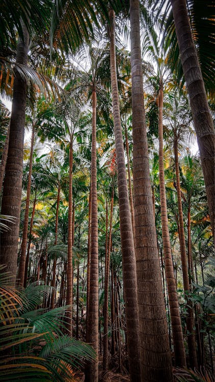 Tall palms in tropical forest