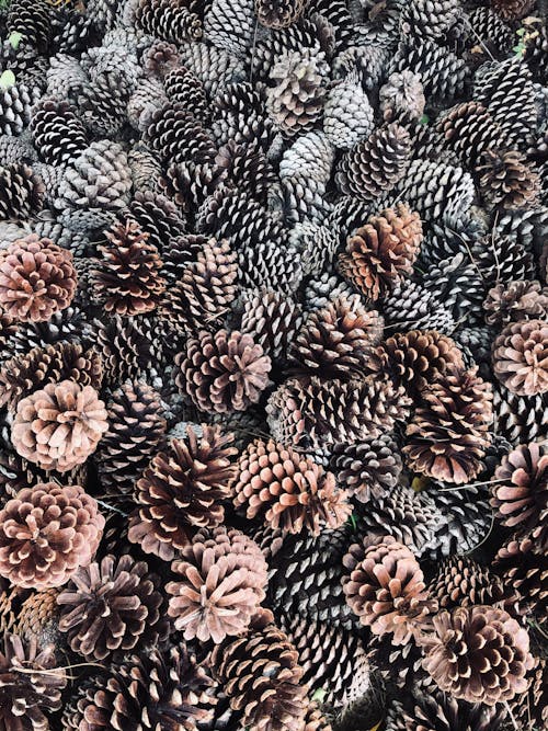 Close-Up Shot of Conifer Cones