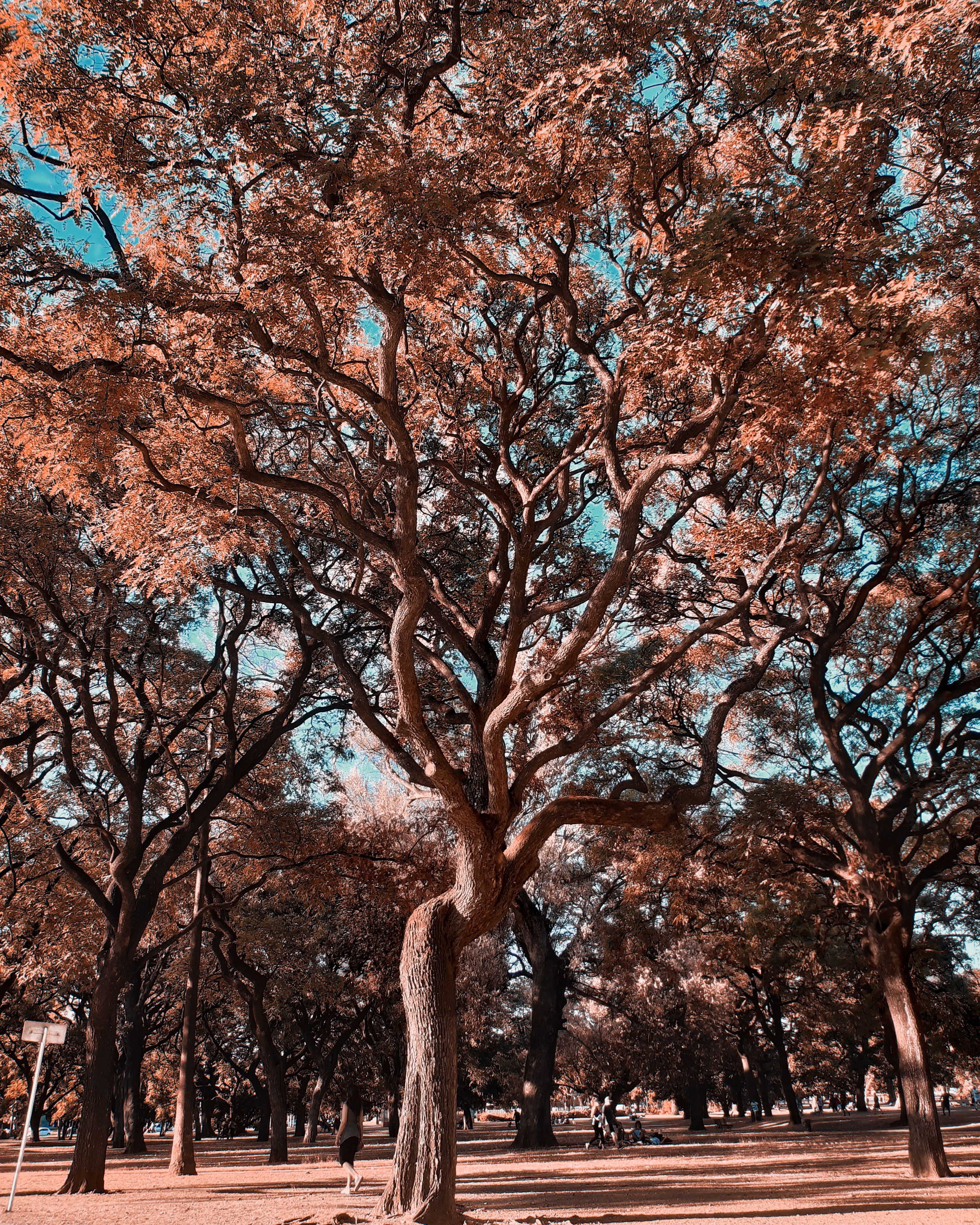 Autumnal Trees with Curved Trunks · Free Stock Photo