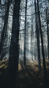 Sunlight gleaming through tall coniferous trees growing in thick woodland on clear summer day