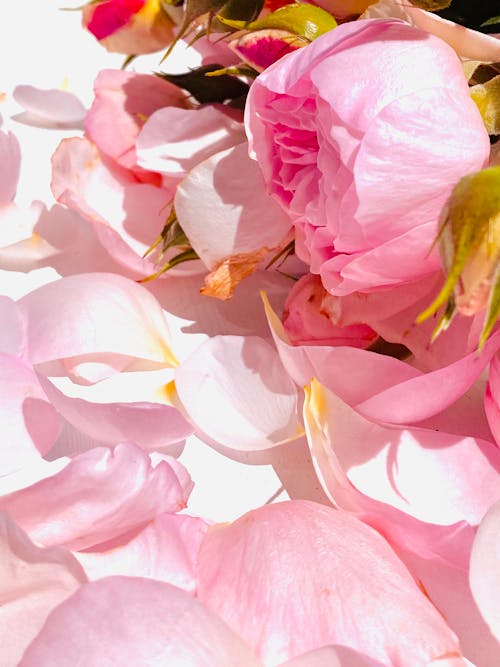 Free Close-Up Shot of Delicate Pink Flowers Stock Photo