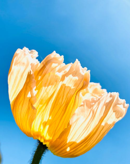 Free Close-Up Shot of Blooming Yellow Flower Stock Photo